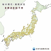 日本気象株式会社、2014年桜の開花予想(第一回)を発表　首都圏では平年並みか、平年より早く開花の予想