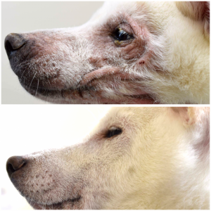 ALBERT、VDT社と人工知能・ディープラーニング技術を活用し獣医療における皮膚病自動判定に関する実証実験を実施