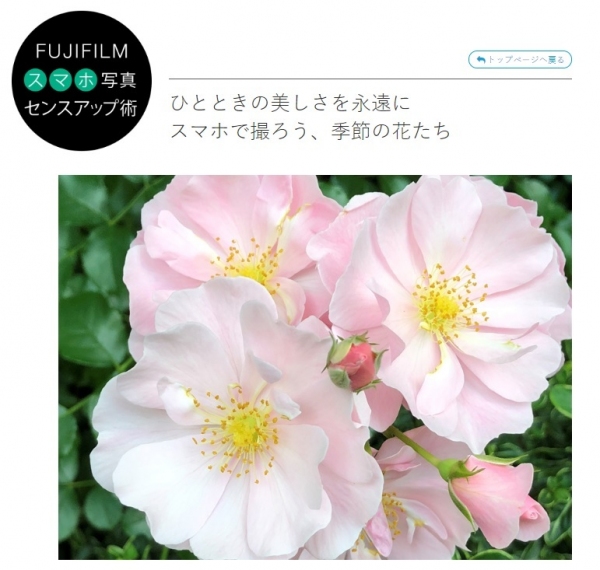 富士フイルム スマホ写真センスアップ術　『ひとときの美しさを永遠に。スマホで撮ろう、季節の花たち！』を公開
