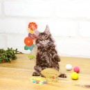 ティーエスアートが運営する「Pic-Do!（ピクドゥ）for Pets」が2月22日の「猫の日」にちなんでアクリルフィギュア10％OFFセールを実施中