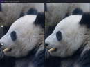 【画像拡大アプリ】HitPaw Photo Enhancer Win版最新バージョン2.4.0がリリース