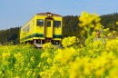 JAPANNEXTが「いすみ鉄道」による菜の花保全活動に協賛