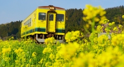JAPANNEXTが「いすみ鉄道」による菜の花保全活動に協賛