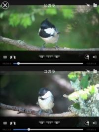 野鳥の美しさ・かわいさ・たくましさ満載！アウトドア派はもちろん、家族でも楽しめる無料アプリ「Smart Birding〜野鳥映像アーカイブス〜」をリリース。