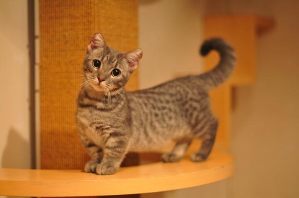 猫のマッチングサイト「猫(にゃん)だ！の会」を提供開始 － 猫が欲しい人と里親・純血種猫の販売をインターネット上でマッチングをする仲介サイト －