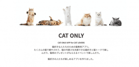 猫好き専用SNSアプリ「ねこすた」が、愛猫との"STAY HOME"を応援！毎週100名に猫おもちゃが当たるイベントが好評開催中、じゃれる猫たちの姿が続々投稿