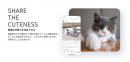 猫好き専用SNSアプリ「ねこすた」が、愛猫との"STAY HOME"を応援！毎週100名に猫おもちゃが当たるイベントが好評開催中、じゃれる猫たちの姿が続々投稿