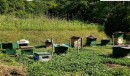 流通量、わずか１パーセント！希少な国産「生ハチミツ」で作ったナチュラルスキンケア製品がクラウドファンディングに登場、抜群の抗菌・保湿効果で男性の美肌作りにも