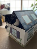 『猫の家』爆誕　（ダンボール通販）