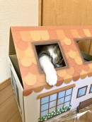 『猫の家』爆誕　（ダンボール通販）