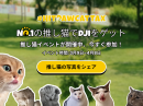 HitPaw自慢の推し猫イベント開催中｜自分の猫写真でDJI Pocketをゲット